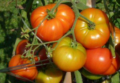Conservas Caseras de Tomate. Cómo prepararlas de forma segura.