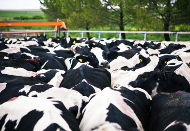 Se actualiza el sistema de diagnóstico para el control y erradicación de la brucelosis bovina