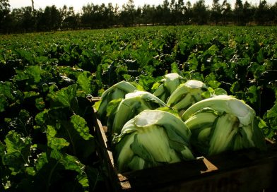 Día Mundial del Ambiente: Buenas prácticas agrícolas para la inocuidad de los alimentos