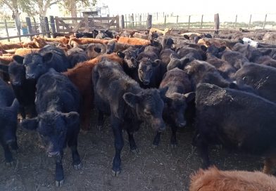 Instalaciones para trabajo con ganado.  Cuales funcionan mejor?