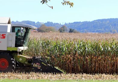 Maíz temprano: 10% cosechado con rindes dispares
