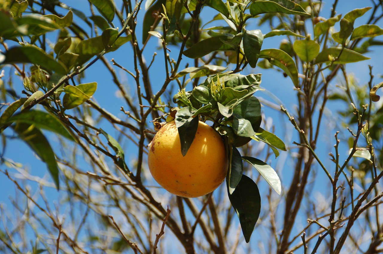 Cómo cultivar pomelo en maceta de manera exitosa Opción Rural