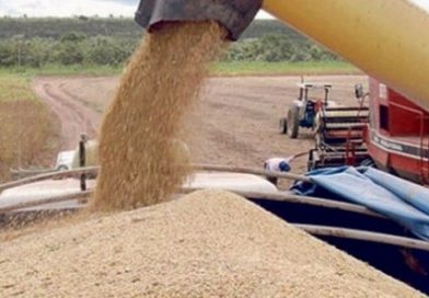 La Secretaría de Agricultura, Ganadería y Pesca incorpora inteligencia artificial para identificar variedades de soja.
