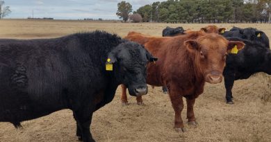 Negocios ganaderos con volumen federal en alza