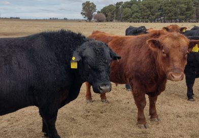 Negocios ganaderos con volumen federal en alza