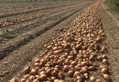 Informe desde Brasil: “Las importaciones comienzan a ganar ritmo, pero las lluvias en Argentina deben impactar la oferta” Informe desde Brasil: “Las importaciones comienzan a ganar ritmo, pero las lluvias en Argentina deben impactar la oferta”