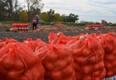 Temporada de Cebolla 2025/26:  Un mercado atado a la suerte de Brasil