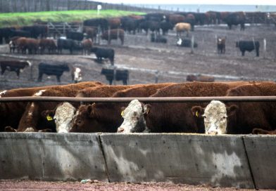 Feedlot: cómo convertir la limpieza de los corrales en negocio