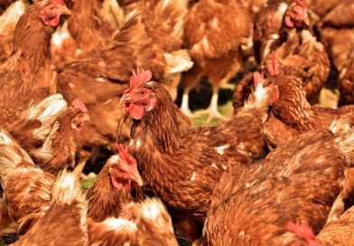 Río Negro: Detección de un caso de influenza aviar en aves de traspatio Río Negro: Detección de un caso de influenza aviar en aves de traspatio