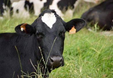 ¿De que forma, se establece el precio básico de la leche que se le paga al productor que la produce?