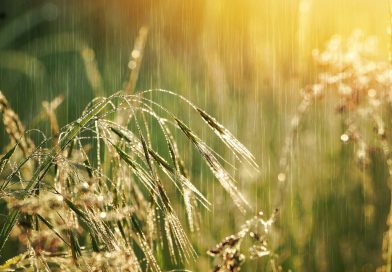 El desafío del agro argentino: cómo la innovación tecnológica emerge para cerrar la brecha histórica con Brasil El desafío del agro argentino: cómo la innovación tecnológica emerge para cerrar la brecha histórica con Brasil