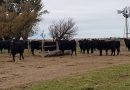 Alerta por hipomagnesemia en bovinos de carne en la provincia de Buenos Aires