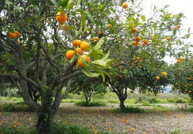 Cómo cultivar un naranjo en maceta