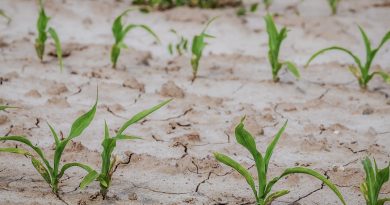¿Cuándo no llueve, qué pasa con los restos de fertilizantes en el suelo?