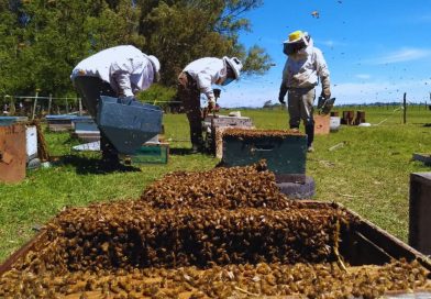 Cómo prevenir el pequeño escarabajo de las colmenas en los apiarios