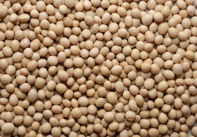 Cosecha de soja con apuro y pronósticos inciertos