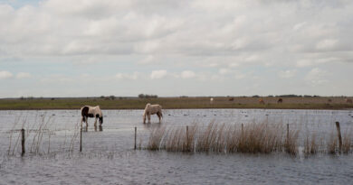 Emergencia agropecuaria por inundaciones: a que partidos alcanza la medida.