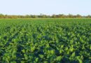 La RECSO avanza hacia una red regional de evaluación de soja