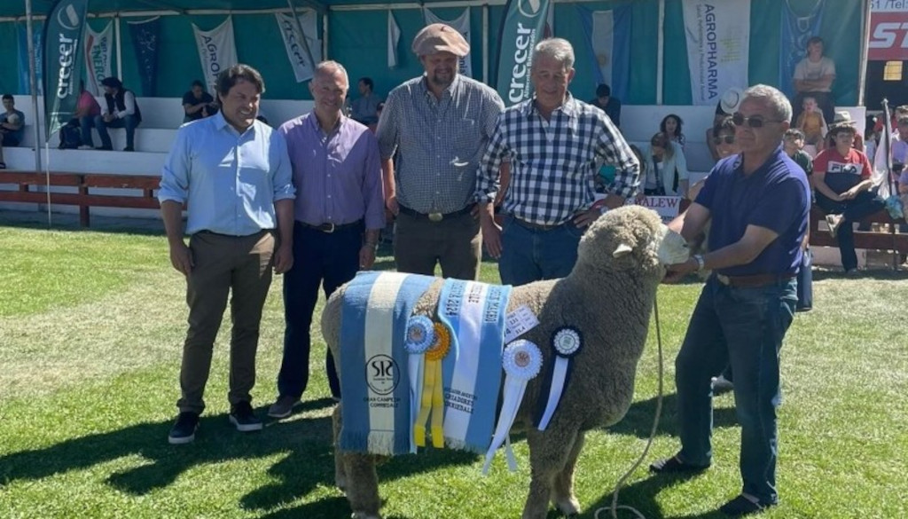 El gran campeón macho raza corriedale es santacruceño - Opción Rural ...