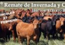 38 Remate de Invernada y Cría en Villalonga- Héctor Alberto Bizet