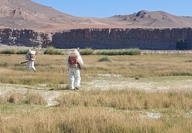 El Programa de Tucuras y Langostas cumple 135 años protegiendo la producción agropecuaria El Programa de Tucuras y Langostas cumple 135 años protegiendo la producción agropecuaria