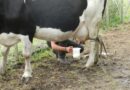 Calidad de leche ¿Qué impacto tienen los sólidos útiles en los precios recibidos por los empresarios tamberos?