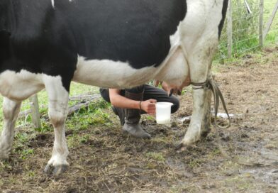 Calidad de leche ¿Qué impacto tienen los sólidos útiles en los precios recibidos por los empresarios tamberos? Calidad de leche ¿Qué impacto tienen los sólidos útiles en los precios recibidos por los empresarios tamberos?