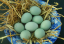 La gallina que pone huevos azules