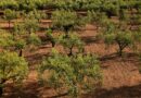 ¿Cómo plantar árboles en zonas áridas (desérticas) y que prosperen