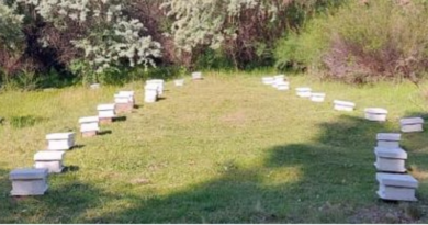 Se certificó el envío de abejas reina y acompañantes desde Río Negro a Italia y España