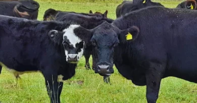 Se modificaron los plazos para campos exportadores de ganado a la Unión Europea