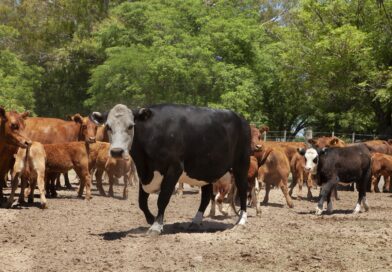Calendario de vacunación 2026 para las campañas contra la fiebre aftosa