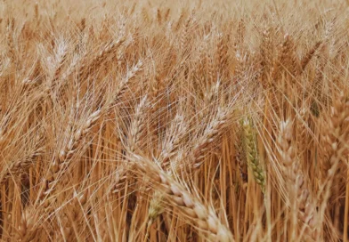Informe preliminar de las condiciones ambientales, rendimiento y sanidad durante la campaña de trigo y cebada en Pergamino