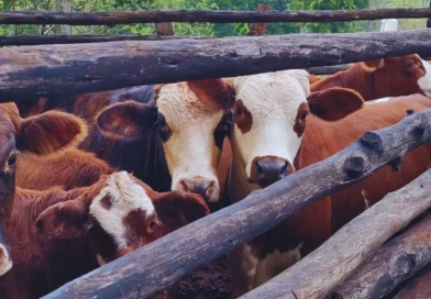 Desarrollan una molécula que podría disminuir la carga de “Escherichia coli” en bovinos