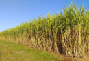 El INTA desarrolló dos nuevas variedades de caña de azúcar
