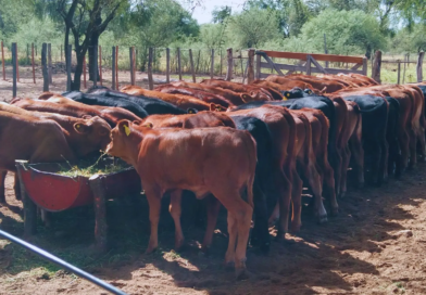Estrategias de manejo ganadero bovino ante la sequía