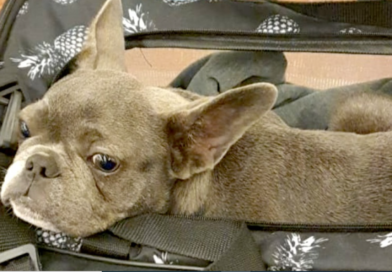 Documentos fundamentales para ingresar a la Argentina con perros y gatos Documentos fundamentales para ingresar a la Argentina con perros y gatos