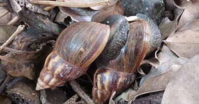 Primera detección de Caracol Gigante Africano.