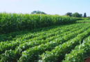 Ensayos de larga duración, fundamentales para la agricultura del futuro