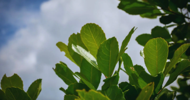 Desarrollan nuevas variedades de yerba mate con mayor rendimiento y adaptación