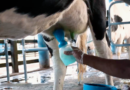 La práctica esencial del predipping en las vacas lecheras