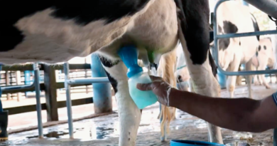 La práctica esencial del predipping en las vacas lecheras