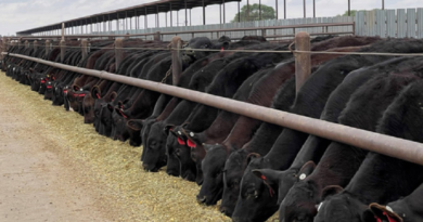 El negocio de la carne en sistemas lecheros