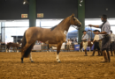 Tradición, raza y futuro: Los Caballos Criollos dicen presente en Las Nacionales 2025