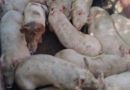 Se evitó el traslado ilegal de animales sin DT-e