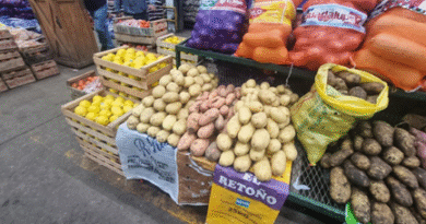 Comercialización de batata en el Mercado Central de Buenos Aires
