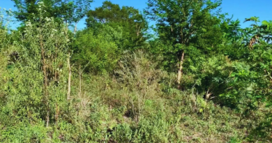 Estrategias para el manejo adecuado de pasturas frente a los renovales