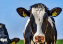 Precios de Leche Cruda en los principales Países/Bloques