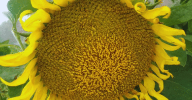 Desarrollan el primer modelo de inteligencia artificial para monitorear el girasol