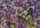 Uva fresca: Inscripción en Sistema de Mitigación de Riesgo para Mendoza y San Juan